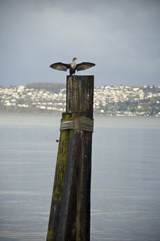 A cormorant dries his wings on a piling across the Puget Sound from Tacoma, Washington.