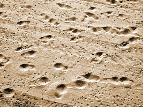 Bird and human footprints together in the sand