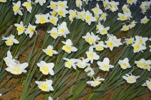 Daffodil flowers in springtime in bloom with mulch below them as background.