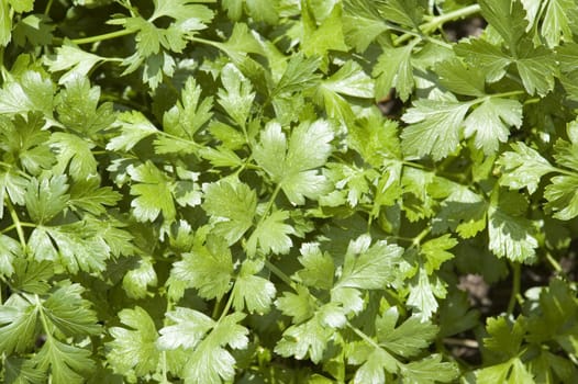 The leaves of a cilantro herb plant reflecting sunlight.