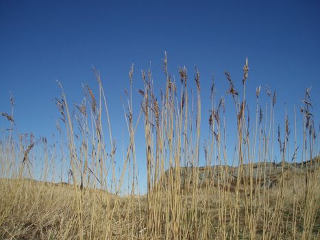 yellow grass