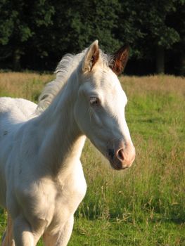 white foal