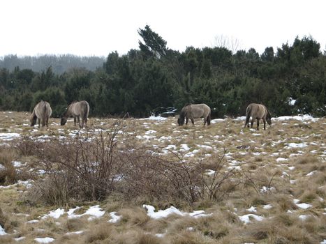 Tarpan, European wild horse in the pasture