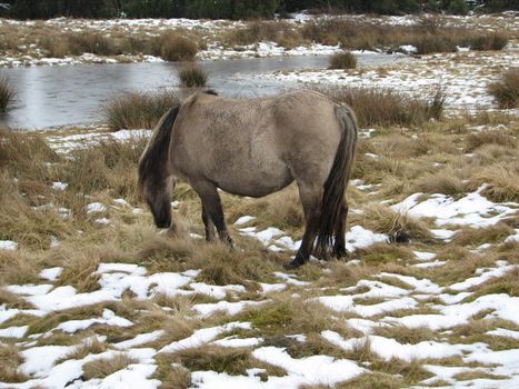 Tarpan, European wild horse in the pasture