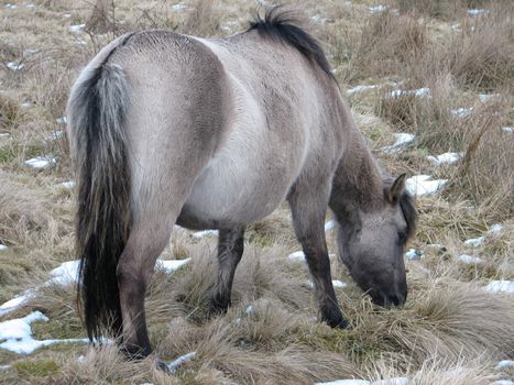 Tarpan, European wild horse in the pasture