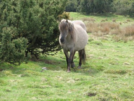 Tarpan, European wild horse in the pasture