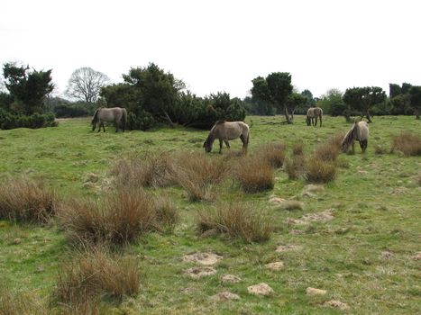 Tarpan, European wild horse in the pasture