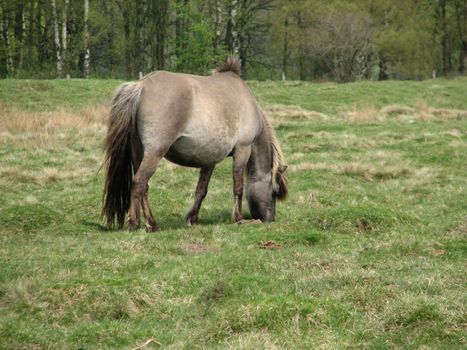 Tarpan, European wild horse in the pasture