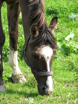 Horse in the pasture, close-up of the head