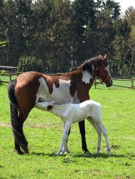 Pinto mare with white foal in the pasture