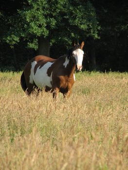 Pinto horse standing in the high grass