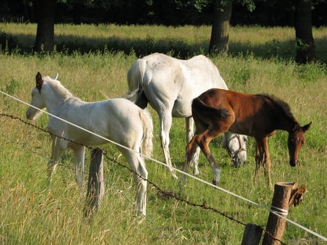 Horses in the pasture