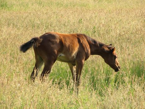 foal in the pasture