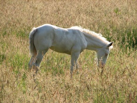 white foal in the pasture