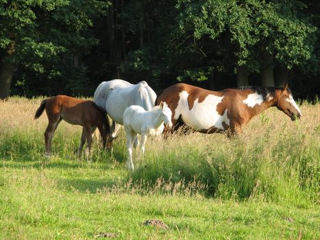 Horses in the pasture