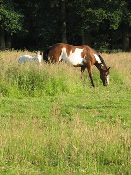 Horses in the pasture