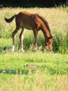 brown foal in the pasture