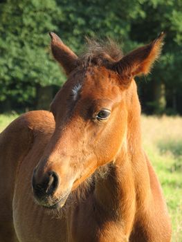 close-up of a brown foal