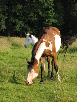 Pinto mare with foal