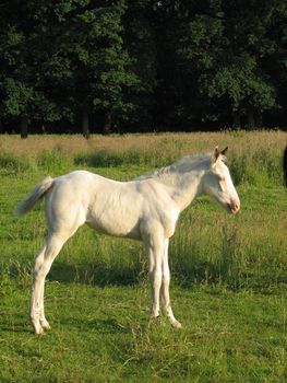 white foal in the pasture