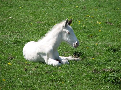 white foal in the pasture