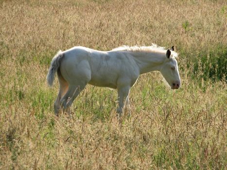 white foal in the pasture