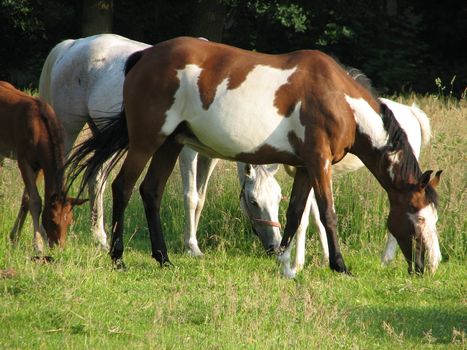 Horses in the pasture