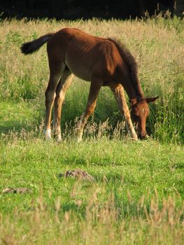 brown foal in the pasture