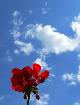 red flower and blu sky