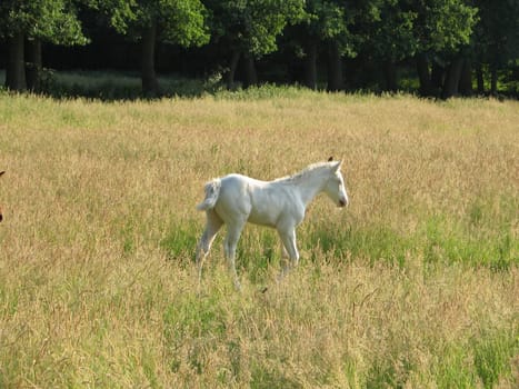 white foal