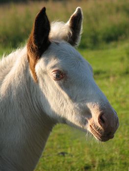 head of a white foal