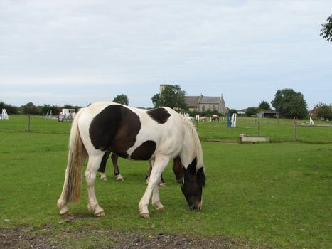 English landscape with horse