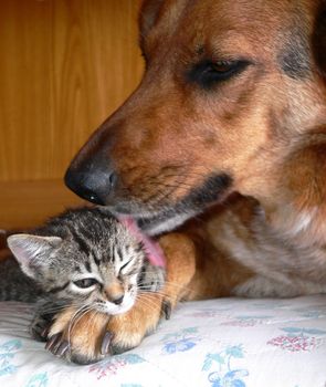 a dog and a little cat