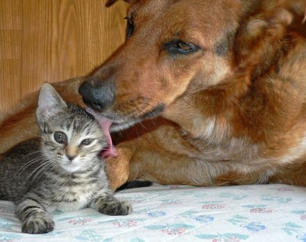 a dog and a little cat