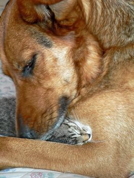 a dog and a little cat