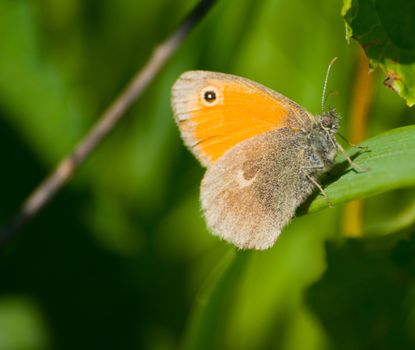 Butterfly Coenonympha pamphilus