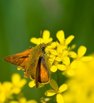 Butterfly-hopper