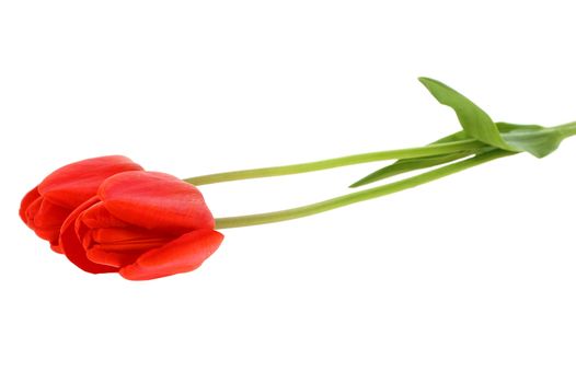Close-up of two red tulip isolated on white background