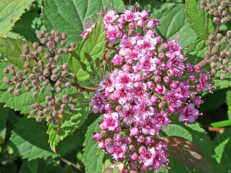 Close up of the blooming shrub.