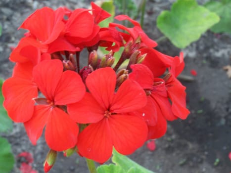 Close up  of the bright red  blossom.