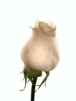 Wonderful white rose on white background. Isolated