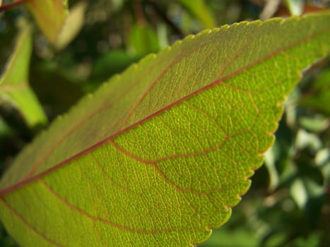 Close up of the china apple-tree leaf.