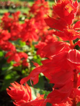 Close up of the salvia red blossom