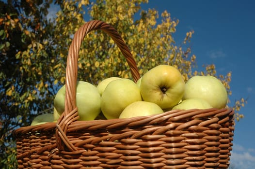 Basket of green apples against background of blue sky