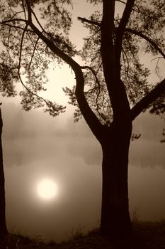 Silhouette of a tree on the shore of a lake in fog. 