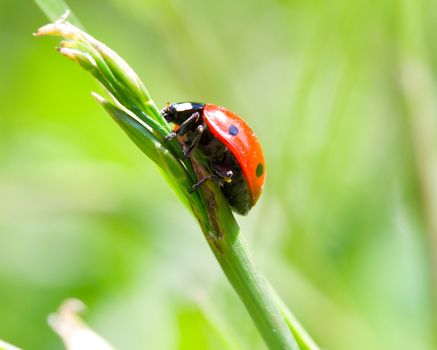 close-up ladybird on blade, on green grass background