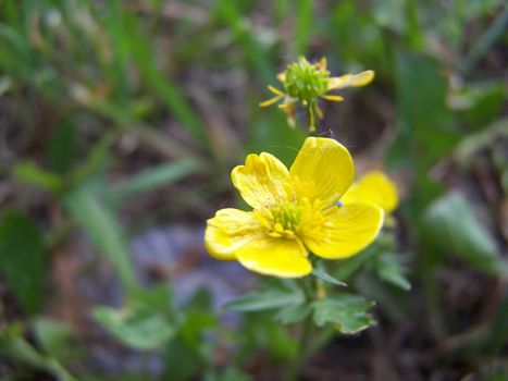 Close up of the yellow buttercup.