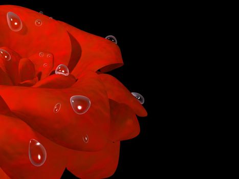 Drops of dew on a red beautiful rose