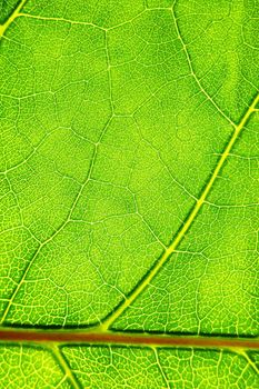 structure texture and pattern of green leaf