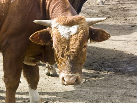 The image of the bull of red colour close up.